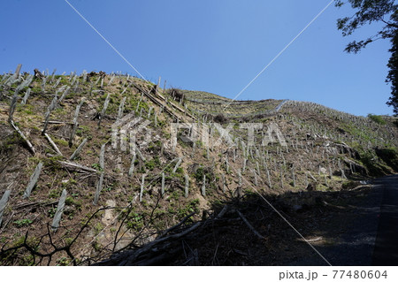 桐生市菱町を流れる黒川上流の仙人ケ岳付近で発生した2014年の山林火災跡の植林等の復旧の様子を見る 77480604