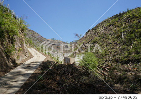 桐生市菱町を流れる黒川上流の仙人ケ岳付近で発生した2014年の山林火災跡の植林等の復旧の様子を見る 77480605