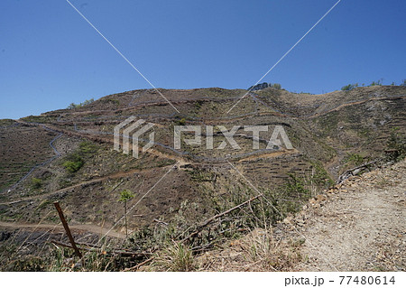 桐生市菱町を流れる黒川上流の仙人ケ岳付近で発生した2014年の山林火災跡の植林等の復旧の様子を見る 77480614