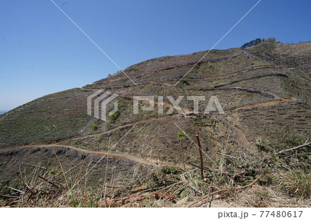 桐生市菱町を流れる黒川上流の仙人ケ岳付近で発生した2014年の山林火災跡の植林等の復旧の様子を見る 77480617