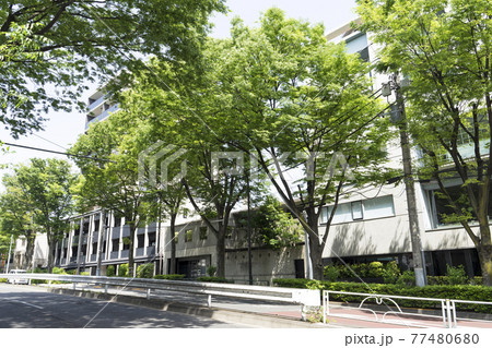 東京　井の頭通の風景 77480680