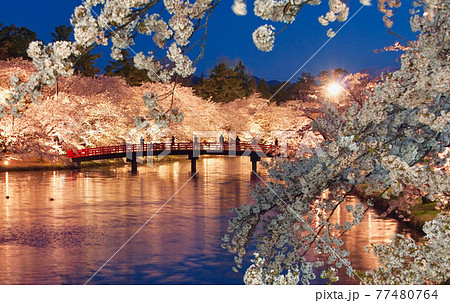 弘前公園の満開の桜　夜景　春陽橋　青森県弘前市 77480764