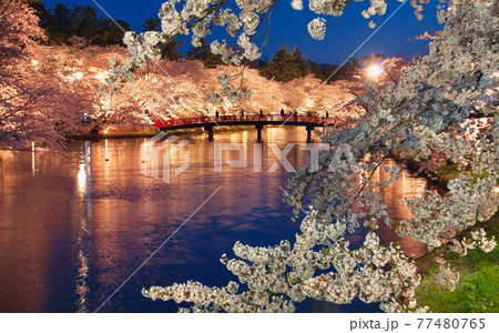 弘前公園の満開の桜　夜景　春陽橋　青森県弘前市 77480765