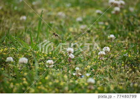 シロツメクサとはち 77480799