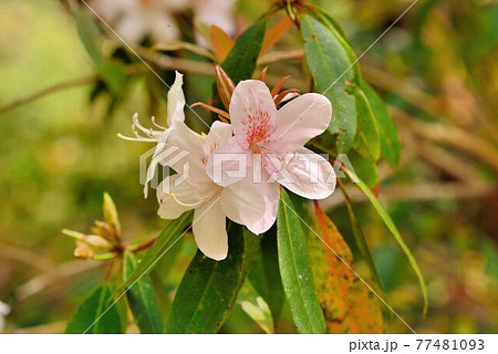 ツツジ つつじ 躑躅 77481093