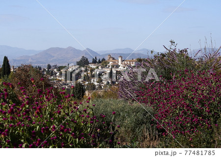 スペイングラナダ アルハンブラ宮殿から花越しのアルバイシン地区 スペイングラナダ アルハンブラ宮殿から花越しのアルバイシン地区 77481785