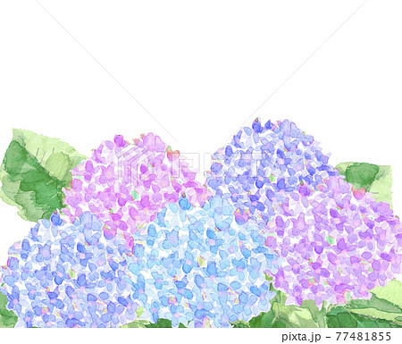 庭に咲くのアジサイの花【水彩】白バック コピースペースあり PNG 庭に咲くのアジサイの花【水彩】白バック コピースペースあり PNG 77481855