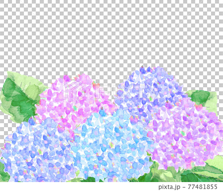 庭に咲くのアジサイの花【水彩】白バック コピースペースあり PNG 庭に咲くのアジサイの花【水彩】白バック コピースペースあり PNG 77481855