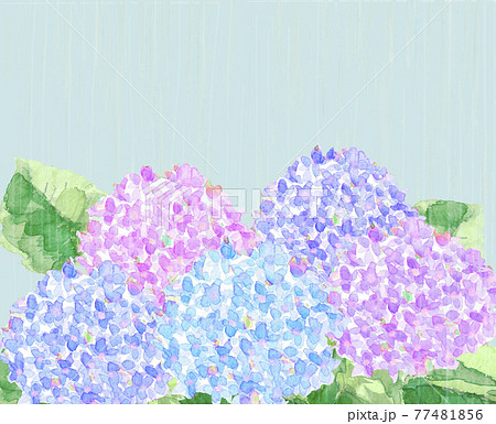 雨の日のアジサイの花 水彩 白バック コピースペースありのイラスト素材