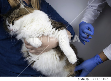 The veterinarian makes an injection intramuscularly to the Norwegian forest cat, who is sitting in the arms of the mistress. The concept of vaccination, treatment or sterilization of a pet The veterinarian makes an injection intramuscularly to the Norwegian forest cat, who is sitting in the arms of the mistress. The concept of vaccination, treatment or sterilization of a pet 77482102