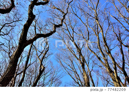 落葉樹の森 77482209