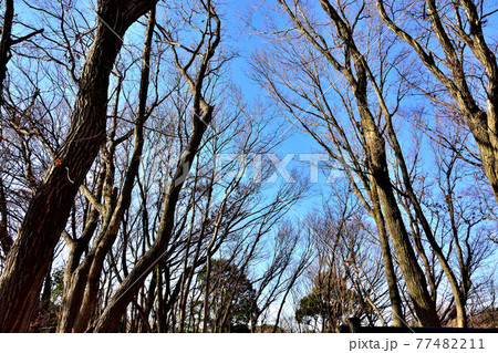 落葉樹の森 77482211