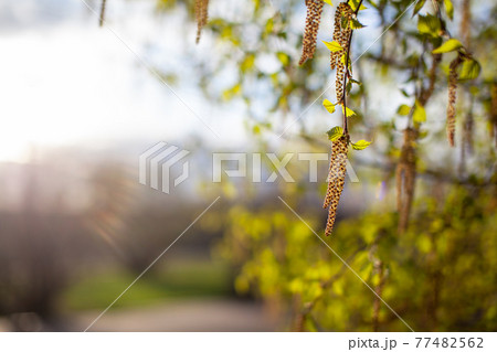 Beautiful sunny view of the birch branches and catkins on the branches 77482562