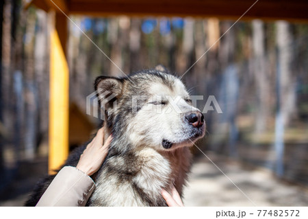 A beautiful and kind Alaskan Malamute shepherd sits in an enclosure 77482572