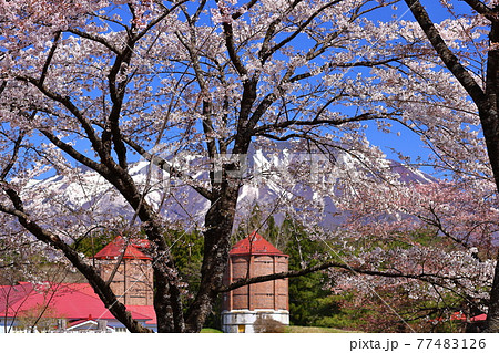 岩手県岩手郡雫石町　小岩井農場上丸牛舎の桜 77483126