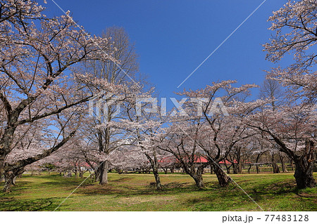 岩手県岩手郡雫石町 小岩井農場上丸牛舎の桜 岩手県岩手郡雫石町 小岩井農場上丸牛舎の桜 77483128