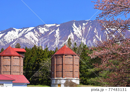 岩手県岩手郡雫石町　小岩井農場上丸牛舎の桜 77483131