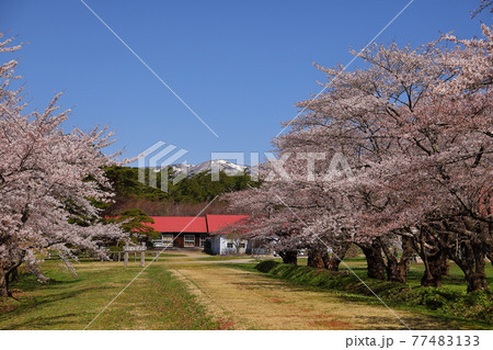 岩手県岩手郡雫石町 小岩井農場上丸牛舎の桜 岩手県岩手郡雫石町 小岩井農場上丸牛舎の桜 77483133