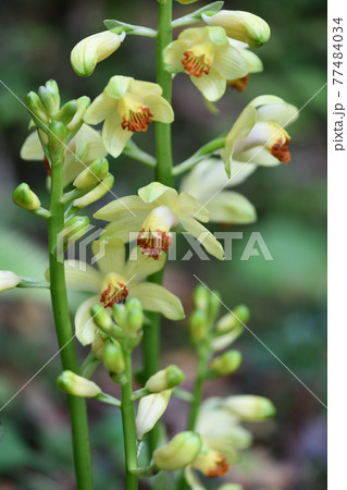 ガンゼキラン（岩石蘭）の花の写真素材 [77484034] - PIXTA