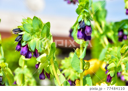 キバナルリソウという名前の花の写真素材