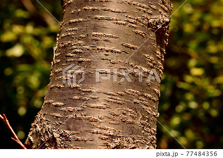 Cherry Tree Pattern Bark Stock Photo