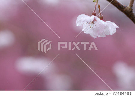 桜の花のアップの写真素材