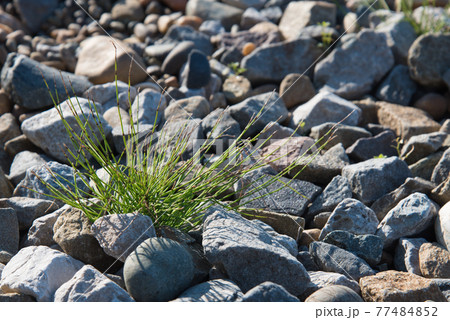 The green plant breaks through and grows on the rocks. Concept. Recovery, willpower. The green plant breaks through and grows on the rocks. Concept. Recovery, willpower. 77484852