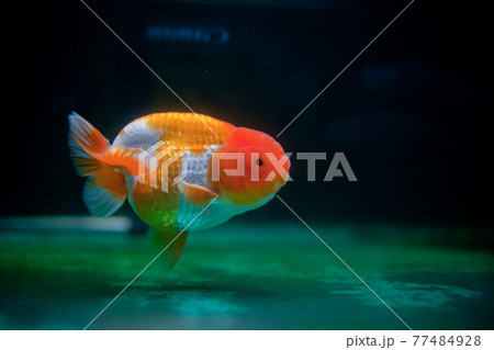 金魚 きんぎょ キンギョ 77484928