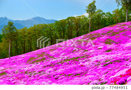 感動!山一面ピンクに彩られる芝桜絶景風景 感動!山一面ピンクに彩られる芝桜絶景風景 77484951