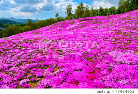感動！山一面ピンクに彩られる芝桜絶景風景 77484953