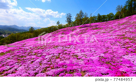感動！山一面ピンクに彩られる芝桜絶景風景 77484957