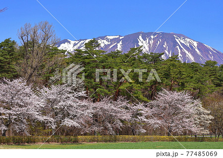 岩手県岩手郡雫石町 小岩井農場まきば園の桜並木と岩手山の写真素材