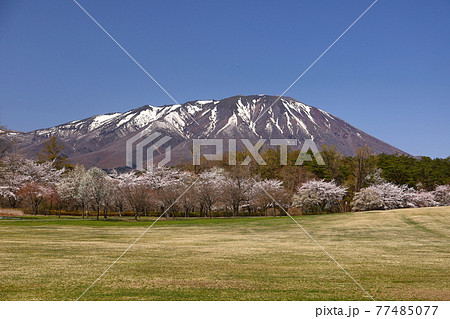 岩手県岩手郡雫石町 小岩井農場まきば園の桜並木と岩手山の写真素材