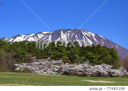 岩手県岩手郡雫石町 小岩井農場まきば園の桜並木と岩手山 岩手県岩手郡雫石町 小岩井農場まきば園の桜並木と岩手山 77485106