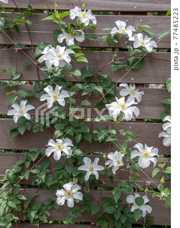 クレマチス 77485223