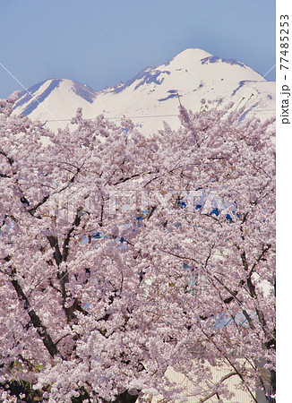 桜満開の弘前公園から望む岩木山 青森県弘前市 桜満開の弘前公園から望む岩木山 青森県弘前市 77485253