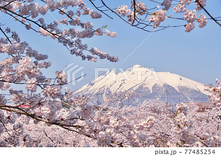 桜満開の弘前公園から望む岩木山　青森県弘前市 77485254