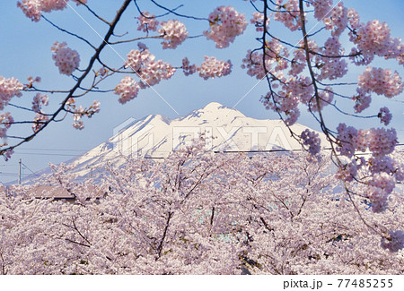 桜満開の弘前公園から望む岩木山 青森県弘前市 桜満開の弘前公園から望む岩木山 青森県弘前市 77485255