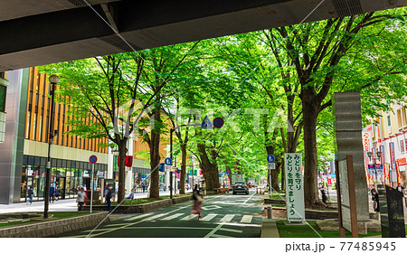 東京 府中市 けやき並木通り 東京 府中市 けやき並木通り 77485945