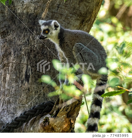 The ring-tailed lemur,Lemur catta with white ringed tail is the most known lemur The ring-tailed lemur,Lemur catta with white ringed tail is the most known lemur 77485995