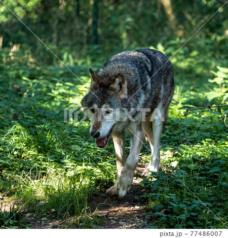 European Grey Wolf, Canis lupus in a german park European Grey Wolf, Canis lupus in a german park 77486007