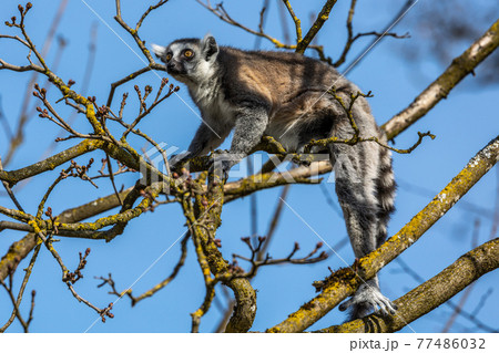 The ring-tailed lemur,Lemur catta with white ringed tail is the most known lemur The ring-tailed lemur,Lemur catta with white ringed tail is the most known lemur 77486032