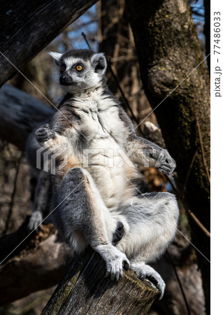 The ring-tailed lemur,Lemur catta with white ringed tail is the most known lemur The ring-tailed lemur,Lemur catta with white ringed tail is the most known lemur 77486033