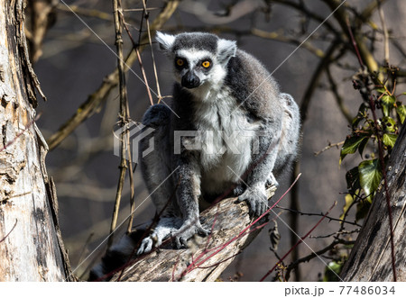 The ring-tailed lemur,Lemur catta with white ringed tail is the most known lemur The ring-tailed lemur,Lemur catta with white ringed tail is the most known lemur 77486034
