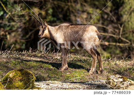 Apennine chamois, Rupicapra pyrenaica ornata, is living in Italy and Spain Apennine chamois, Rupicapra pyrenaica ornata, is living in Italy and Spain 77486039