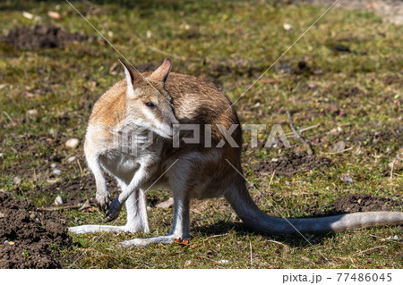 The agile wallaby, Macropus agilis also known as the sandy wallaby The agile wallaby, Macropus agilis also known as the sandy wallaby 77486045