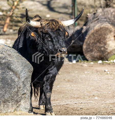 Heck cattle, Bos primigenius taurus or aurochs in a German park Heck cattle, Bos primigenius taurus or aurochs in a German park 77486046