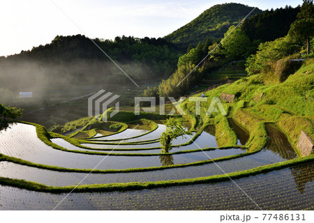 長谷の棚田 77486131