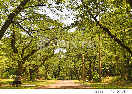 弘法山公園 ハイキング 弘法山公園 ハイキング 77486205
