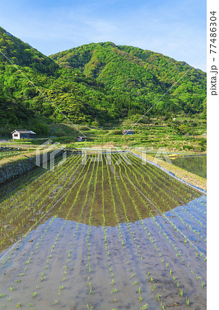 京都　袖志の棚田 77486304